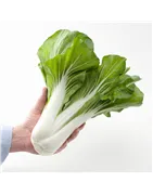 Kopūstai kininiai (Pak Choi)